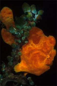 Lembeh Frogfish, Sulawesi by Erin Quigley 